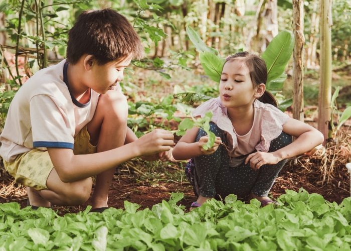 Asian,Children,Harvesting,Fresh,Homegrown,Vegetables,,Eating,Healthy,Food,,Montessori